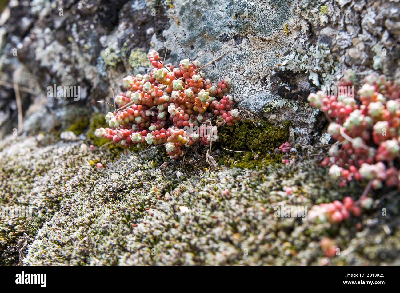 Variety of lichens and moss growing on the rock. Cytinus hypocistis ...
