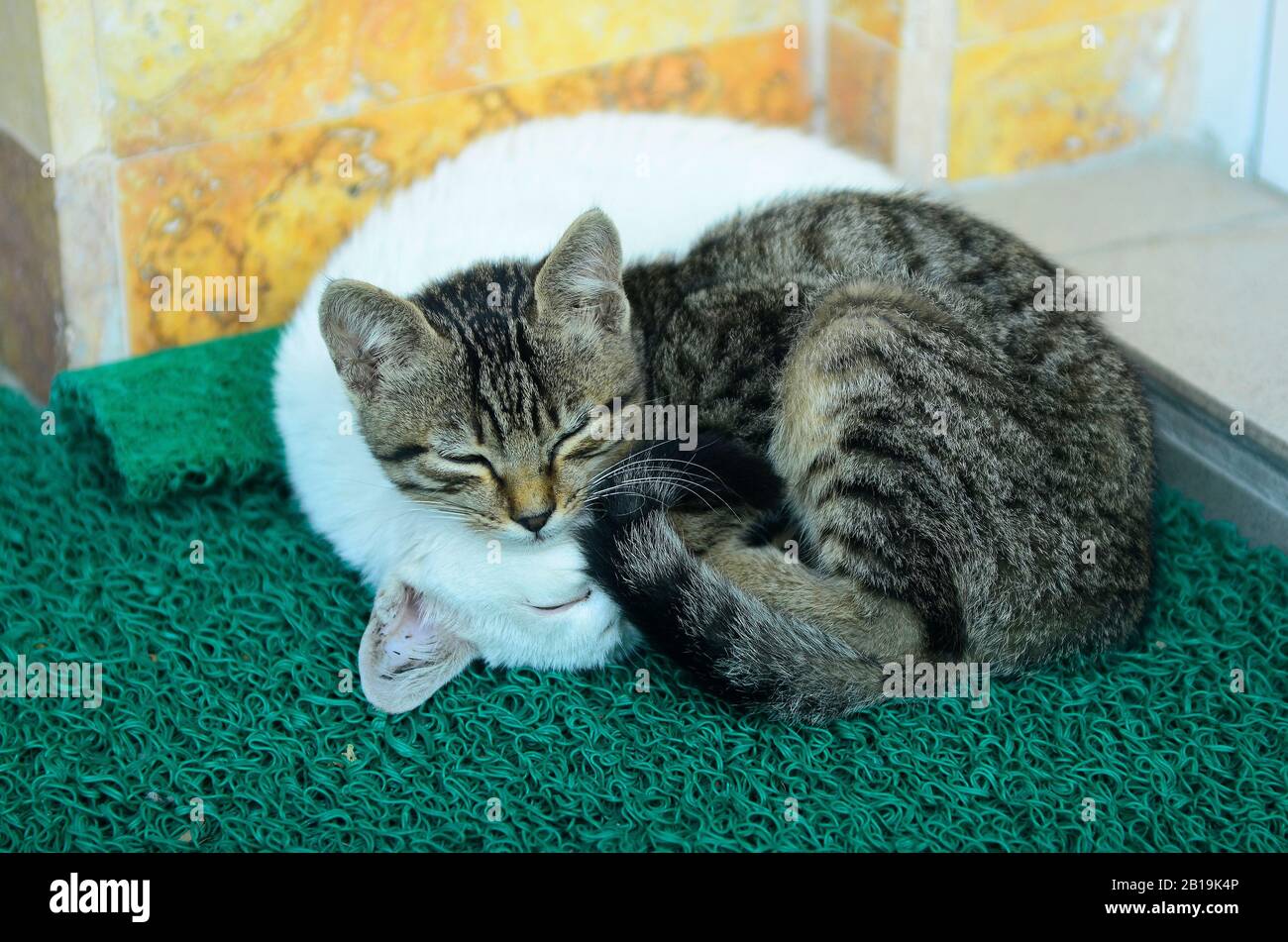 two young cats sleeping very close Stock Photo - Alamy