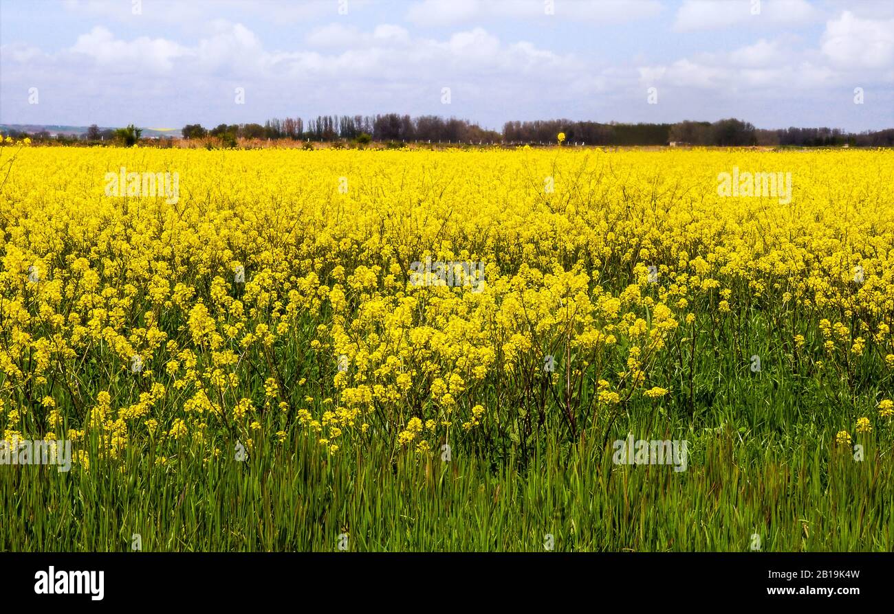 Landscape with a rapeseed crop in Spain. Rapeseed. Brassica napus. Stock Photo