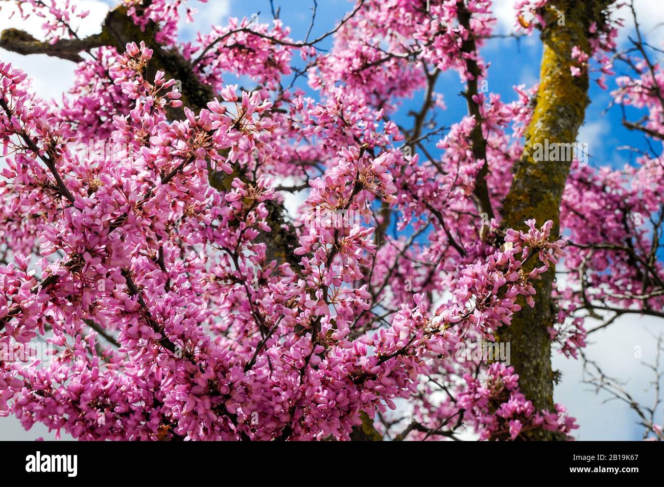 Background with small pink flowers. View of a tree blossoms in sakura. Tree of love, Cercis siliquastrum. Stock Photo