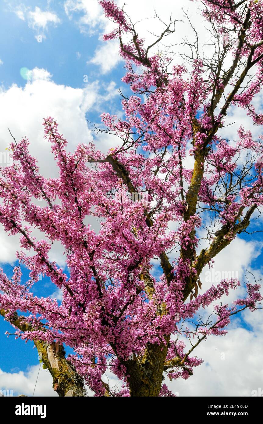 https://c8.alamy.com/comp/2B19K6D/branches-of-a-flowering-tree-with-small-pink-flowers-in-spring-tree-of-love-cercis-siliquastrum-2B19K6D.jpg
