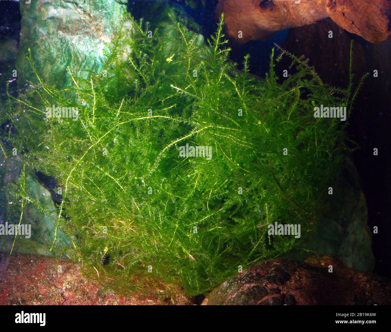 Java water moss, Taxiphyllum barbieri Stock Photo