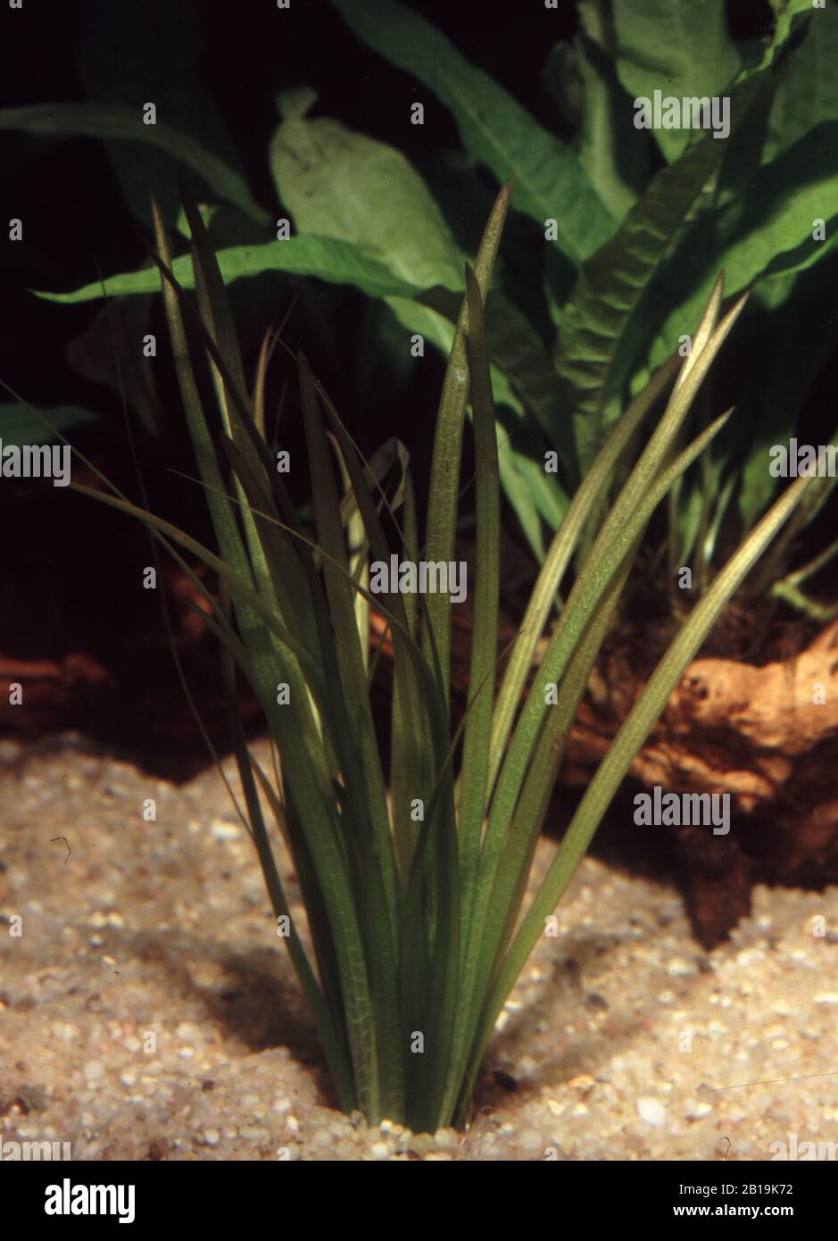Wild celery or Eel grass, Vallisneria spiralis Stock Photo