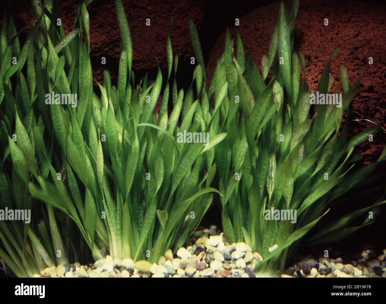 American eel grass, Vallisneria americana Stock Photo