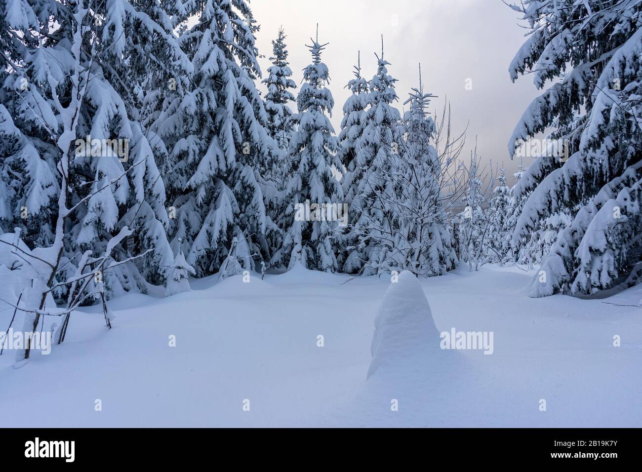 Frozen trees in deep snow. Tatra Mountains Stock Photo - Alamy