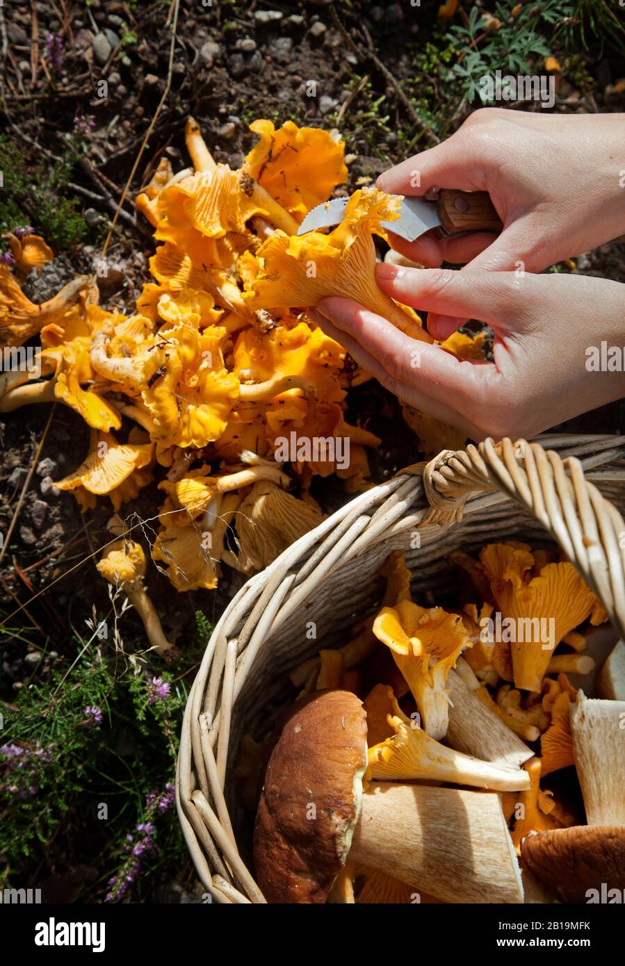 Someone who cleans yellow chanterelles (Cantharellus cibarius)  after the mushroom picking.Photo Jeppe Gustafsson Stock Photo