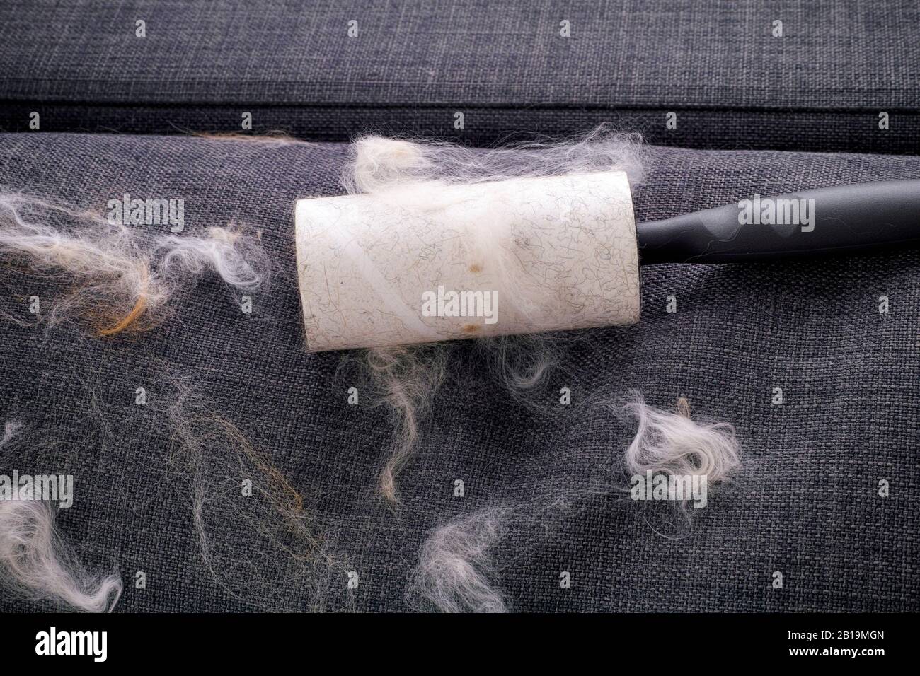 Lint roller with animal fur and fluff on gray couch indoors Stock Photo