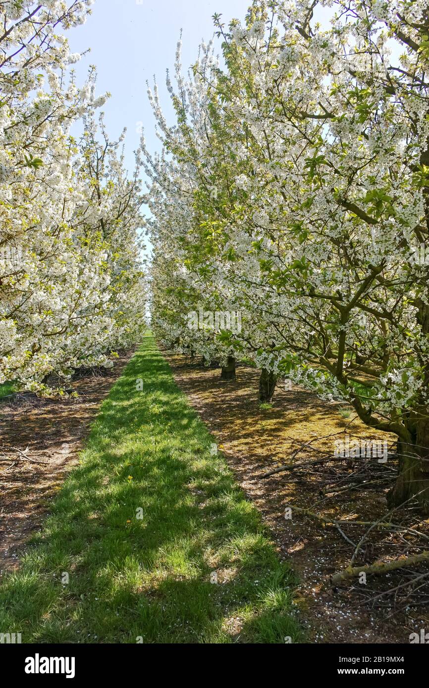 Spring blossom of cherry fruit tree in orchards Stock Photo - Alamy