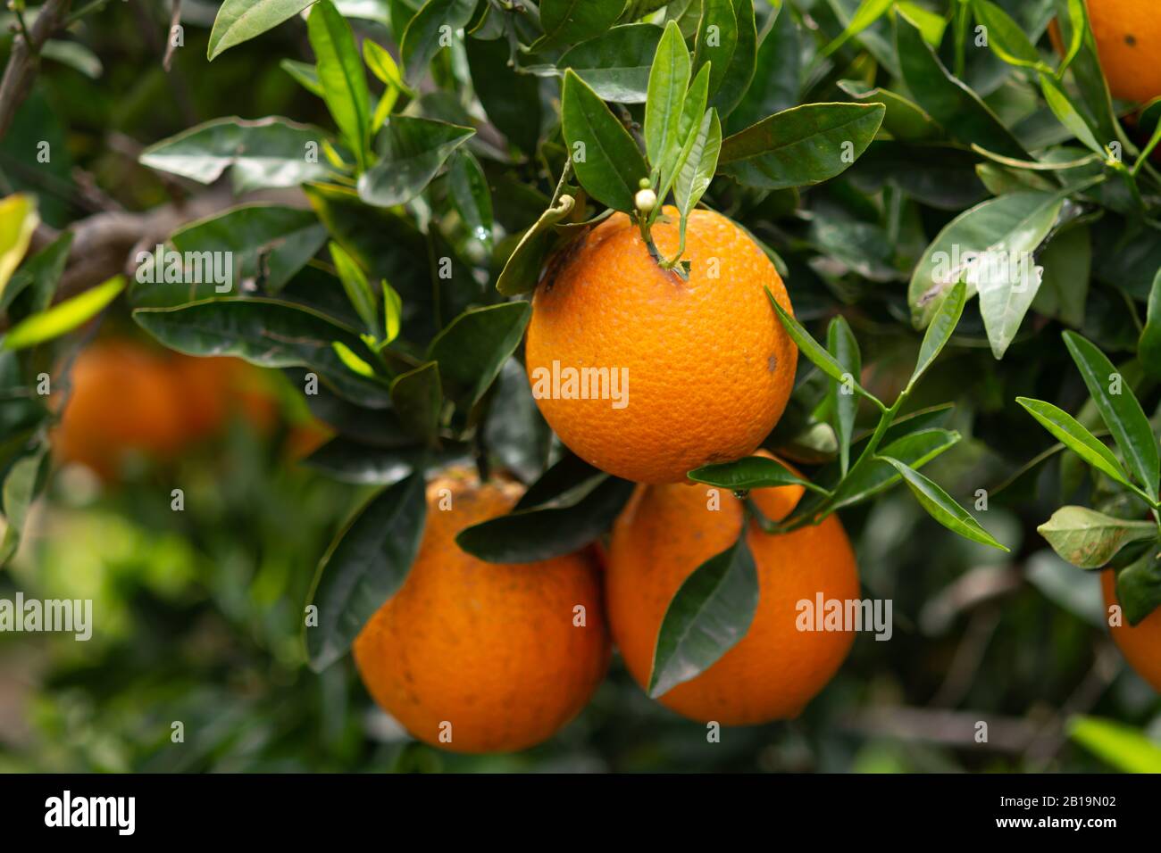 Harvest time on orange tree orchard in Greece, ripe yellow navel