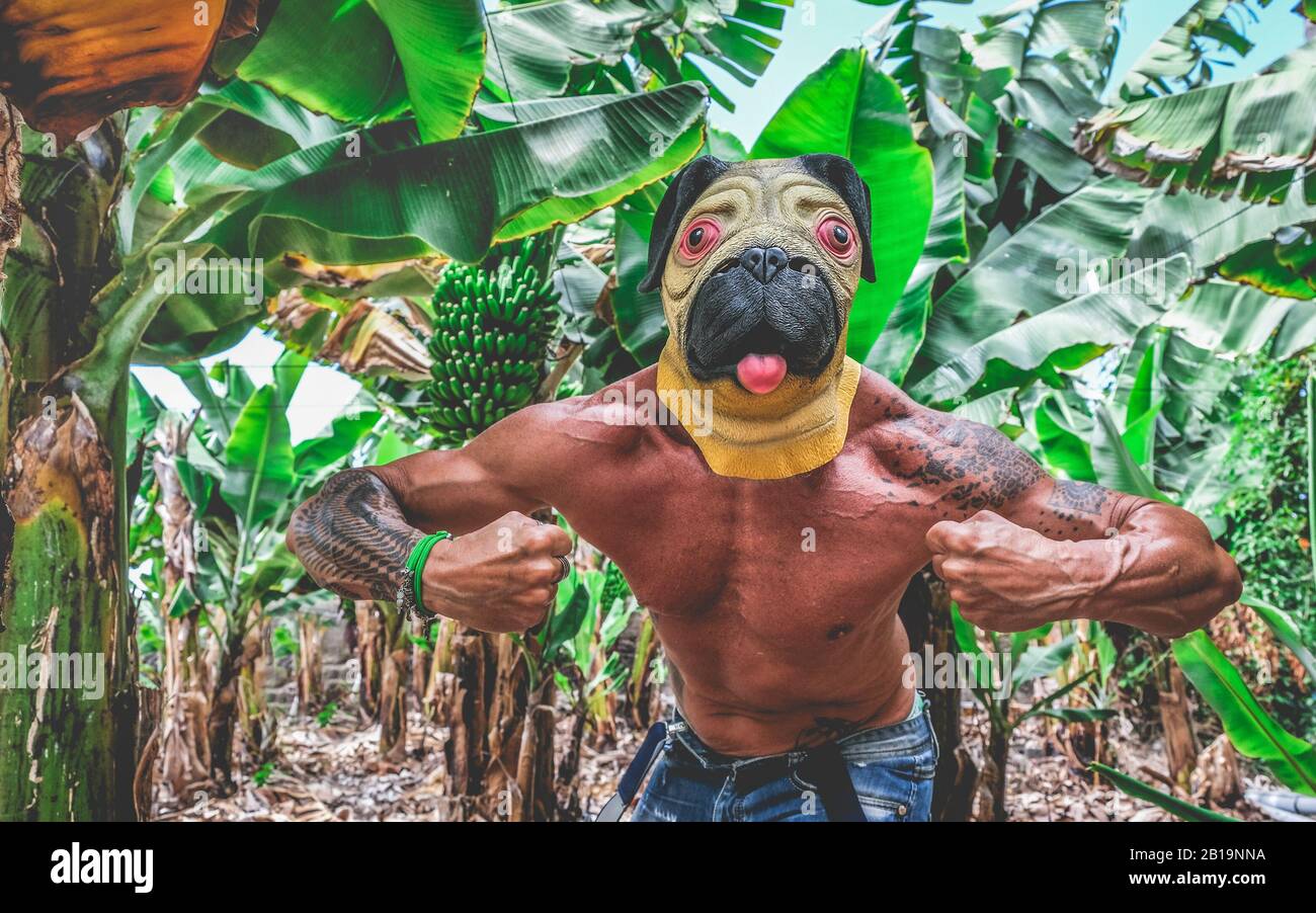 Crazy tattoo man inside bananas plantation Hipster guy with dog mask