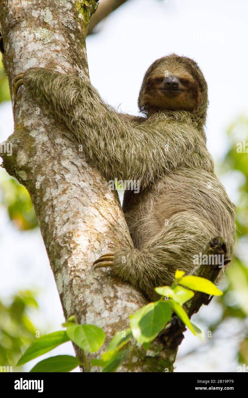 Sloth Climbing Tree Stock Photo Alamy Sloth Climbing Tree Stock Photo Alamy