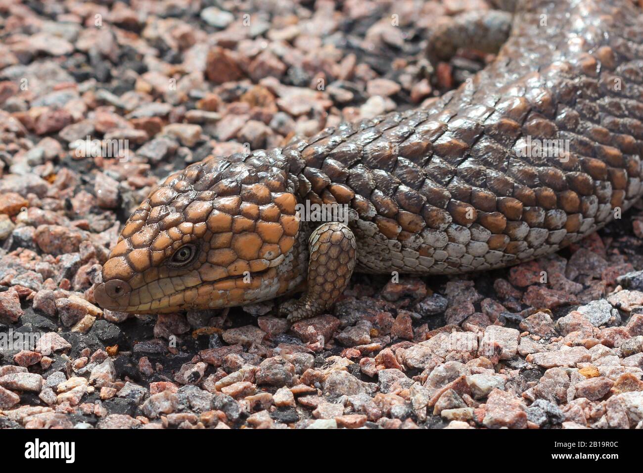 Blue-tongued Laizard laying on a street in the Cape Le Grand close to Esperance in Western Australia Stock Photo