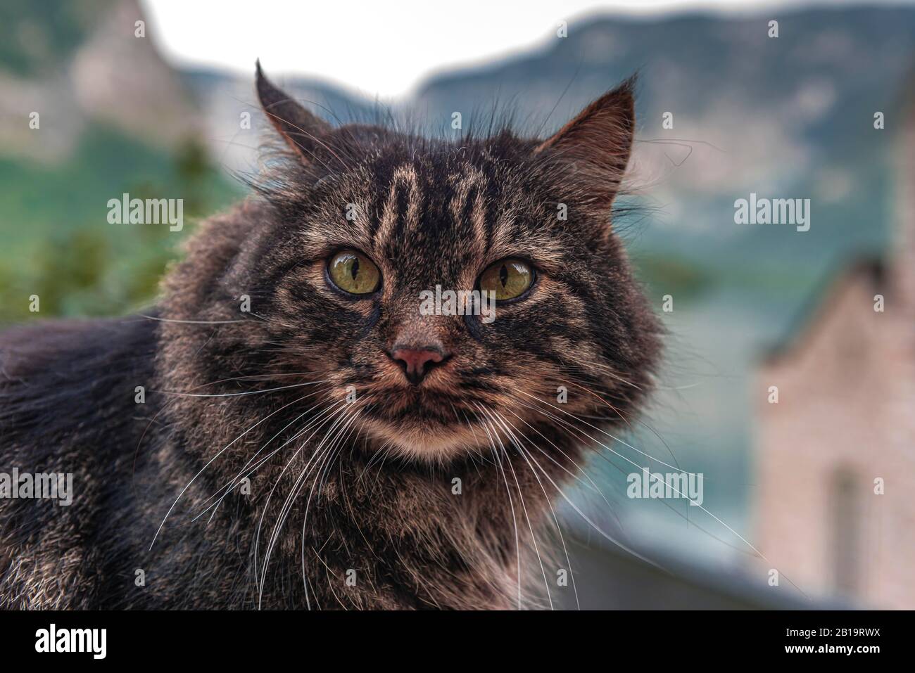 Tabby house cat, portrait, Upper Austria, Austria Stock Photo