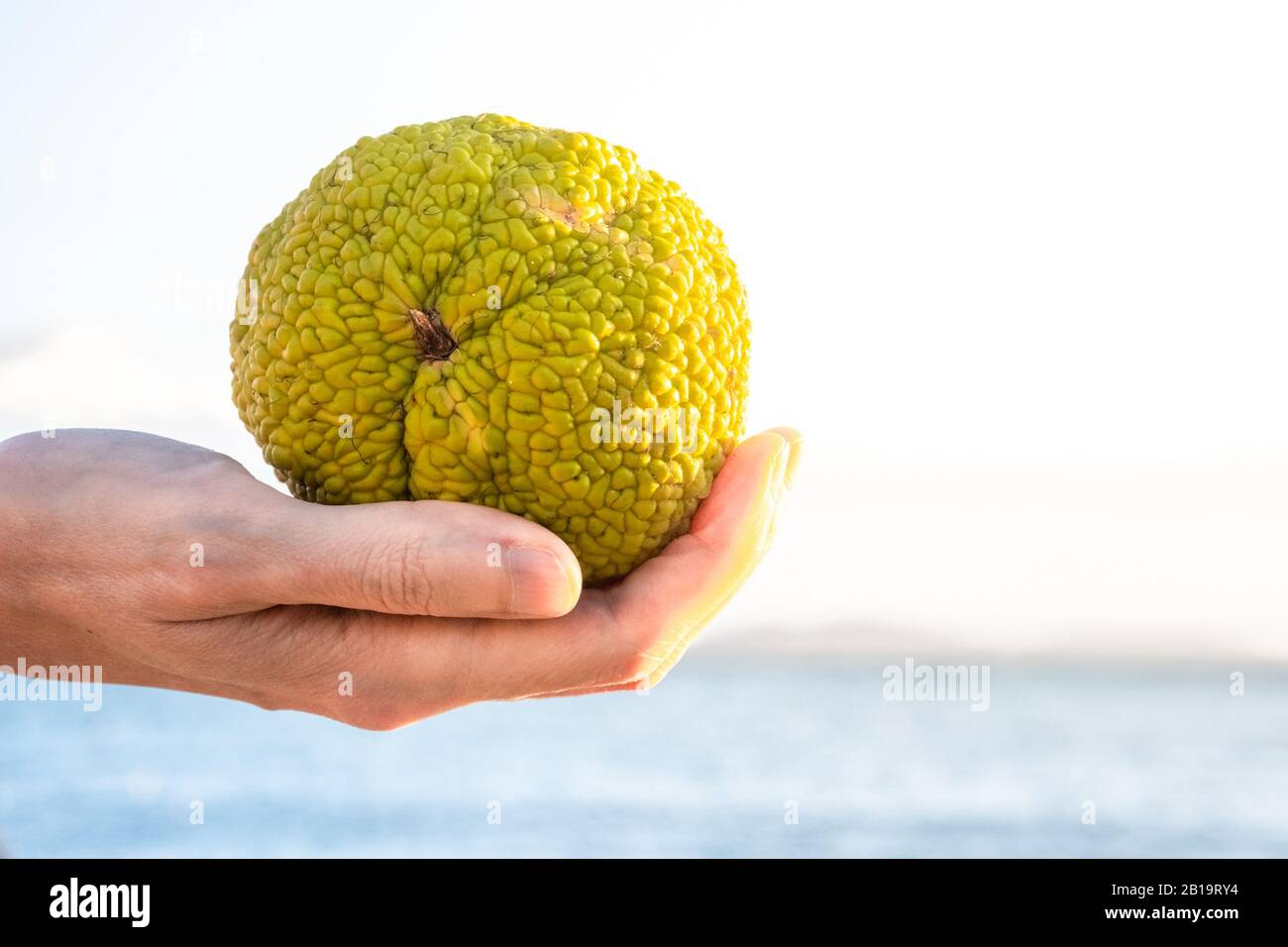 Female hand holding a Maclura pomifera, commonly known as the Osage orange, hedge, or hedge apple. Stock Photo