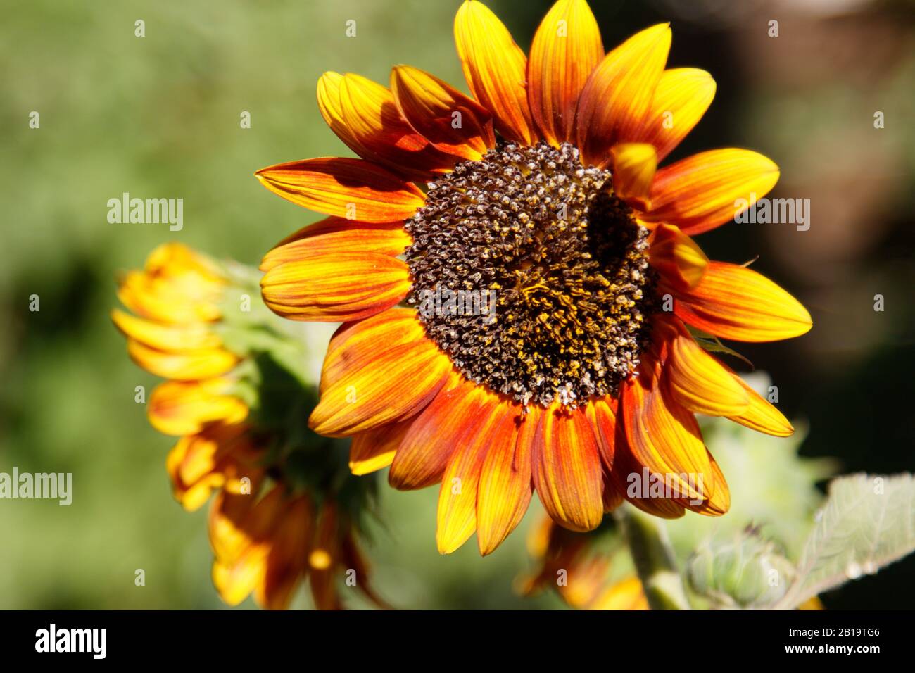 A fully open sunflower with petals blowing in wind Stock Photo Alamy