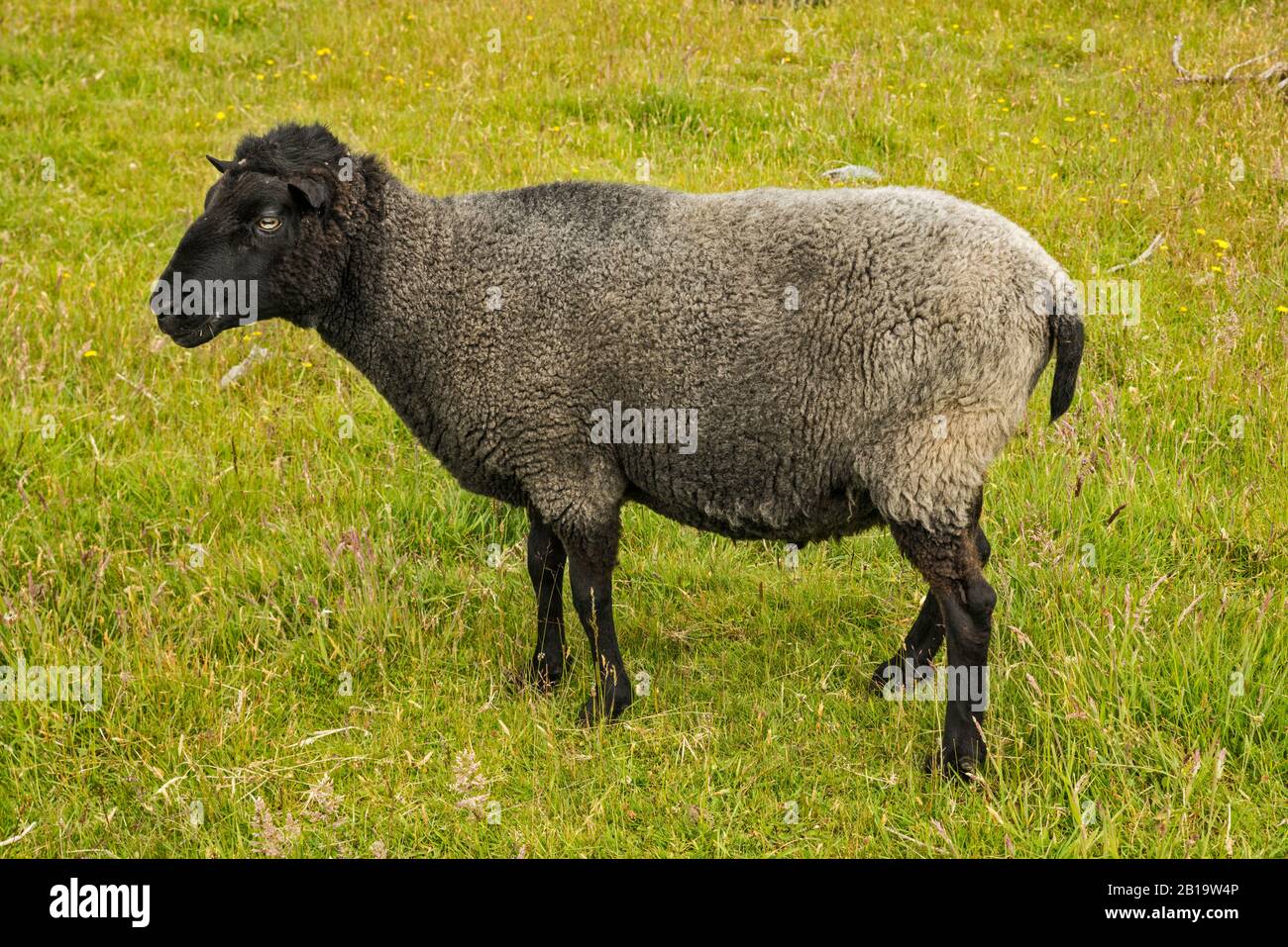 Sheep at pasture, Takaka Hill area, near Abel Tasman National Park, Tasman District, South Island, New Zealand Stock Photo