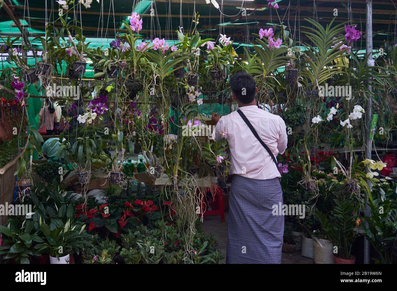 Orchideen Verkaufsstand, Myay Padethar Island, Teil von dem General Aung San Park, Yangon, Myanmar Stock Photo