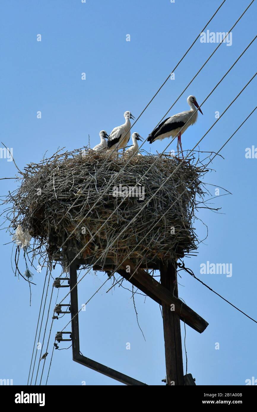 Greece, Porto Lagos, stork nest on telephone post with young and old storks Stock Photo