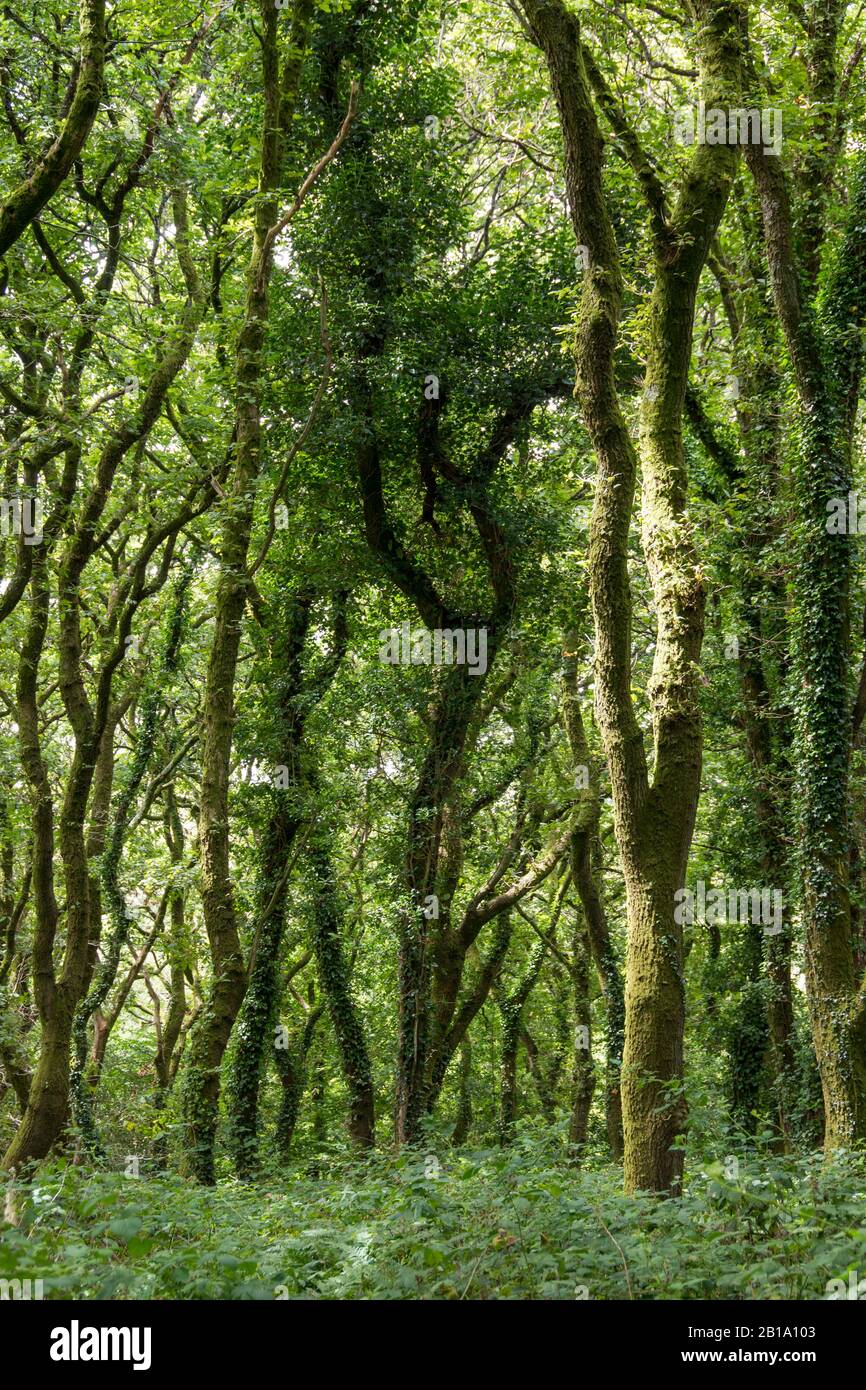 The sunlight dances among the leaves in a beautiful ancient woodland, Seren Retreat, Gower Peninsula, Wales Stock Photo