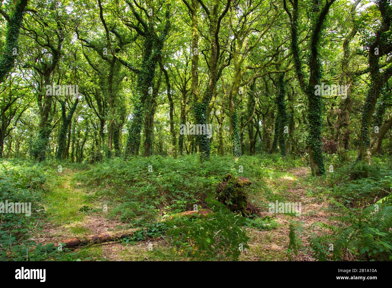 The sunlight dances among the leaves in a beautiful ancient woodland, Seren Retreat, Gower Peninsula, Wales Stock Photo