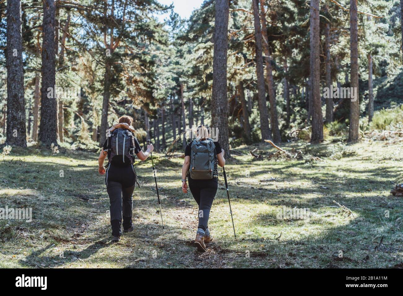 Trekking through the forest hi-res stock photography and images - Alamy