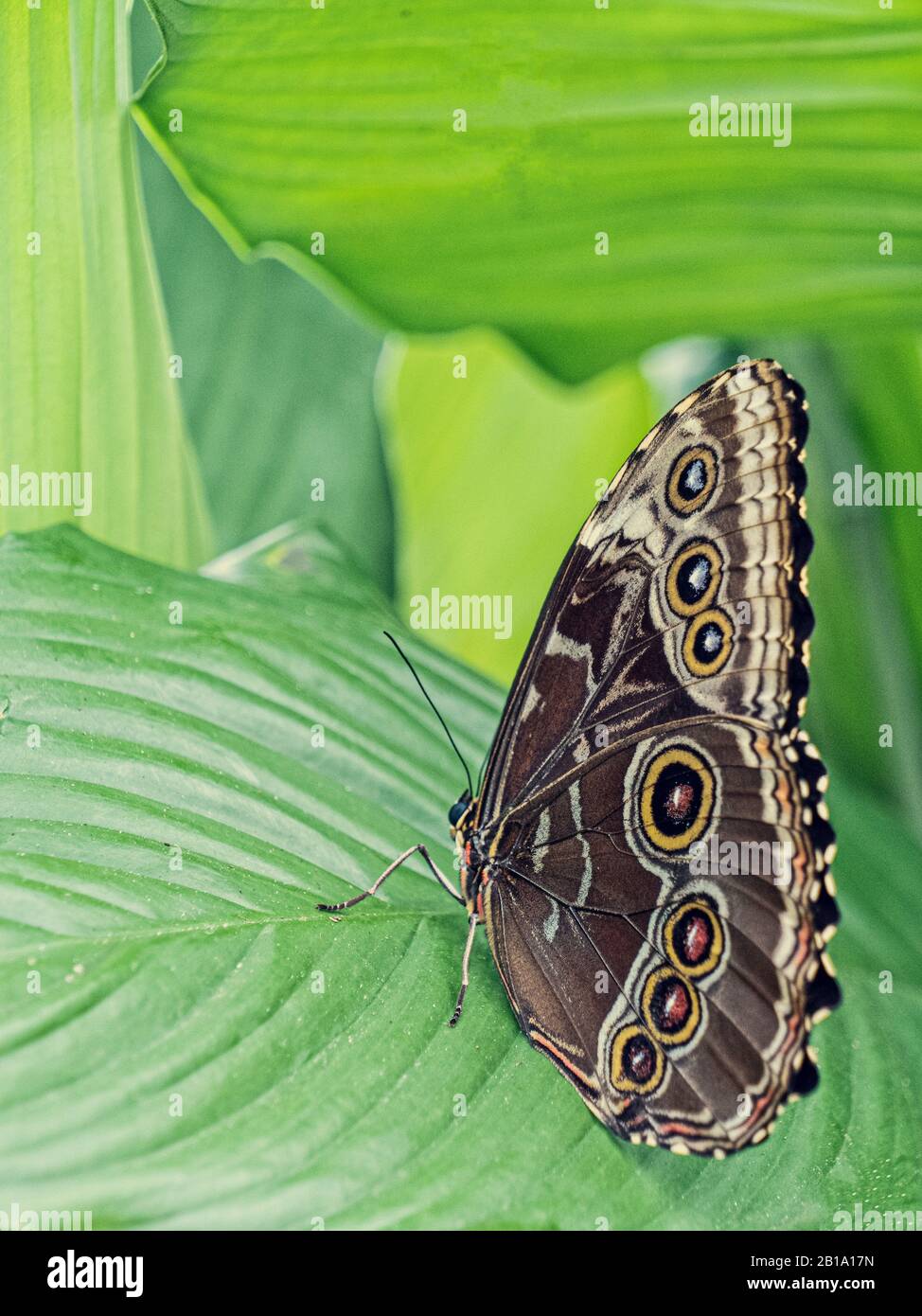 'Caligo illioneus' ( Owl Butterfly ) resting on a leaves in the butterfly house at Blenheim Palace. Stock Photo