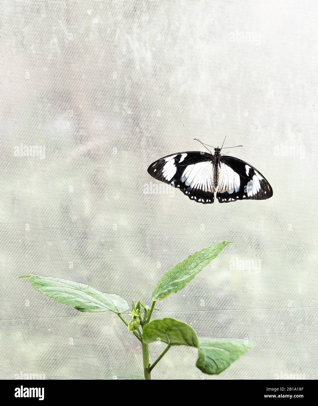 A butterfly with white and black wings resting on netting in the butterfly house at Blenheim Palace. Stock Photo