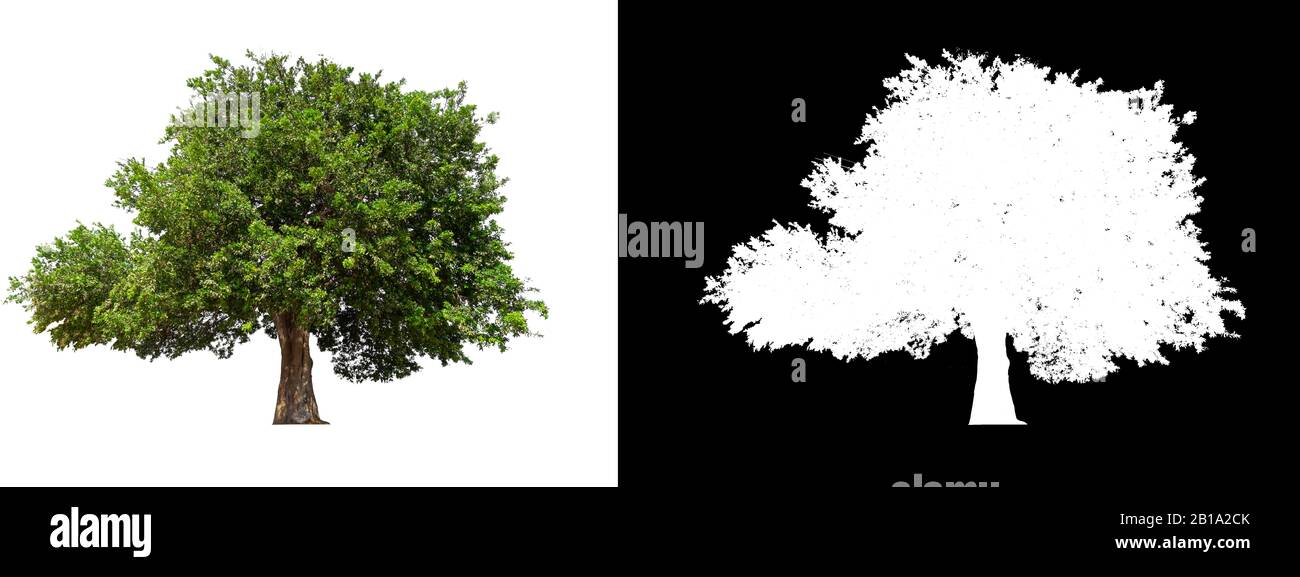 isolated tree on white background with clipping path and alpha channel ...