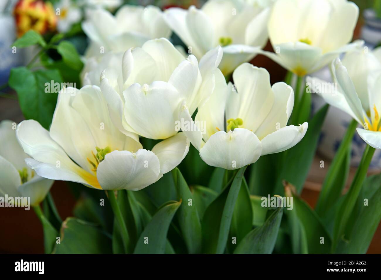 Tulipa Purissima (Fosteriana Tulip),  classy and elegant tulip with broad pure white elongated petals and creamy base Stock Photo