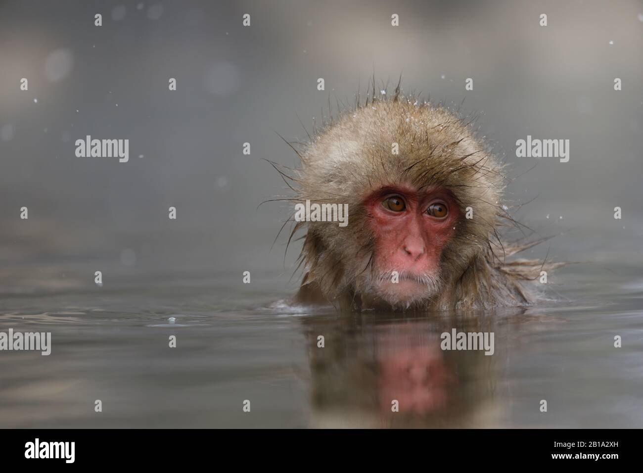 A Japanese macaque enjoys a hot spring.Jigokudani Yaen-koen was opened in 1964 and it’s known to be the only place in the world where monkeys bathe in hot springs. The Jigokudani Yaen-koen (altitude 850 meters) is located in the Valley of Yokoyu River sourced from Shiga-Kogen of the Joshinetsu-Kogen National Park in northern part of Nagano prefecture. Stock Photo