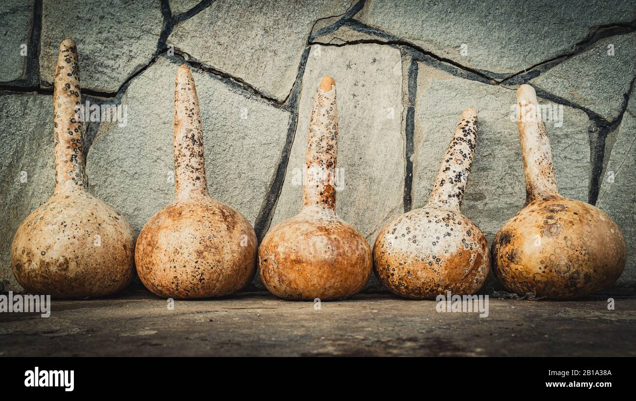 five dried hollow gourd pumpkin calabash standing Stock Photo Alamy