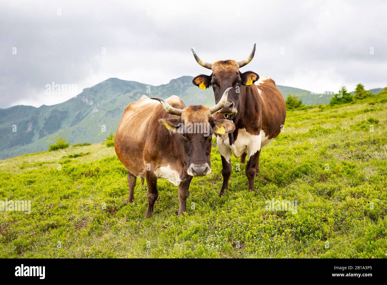 Europe cow old romanian traditonal hi-res stock photography and images -  Alamy