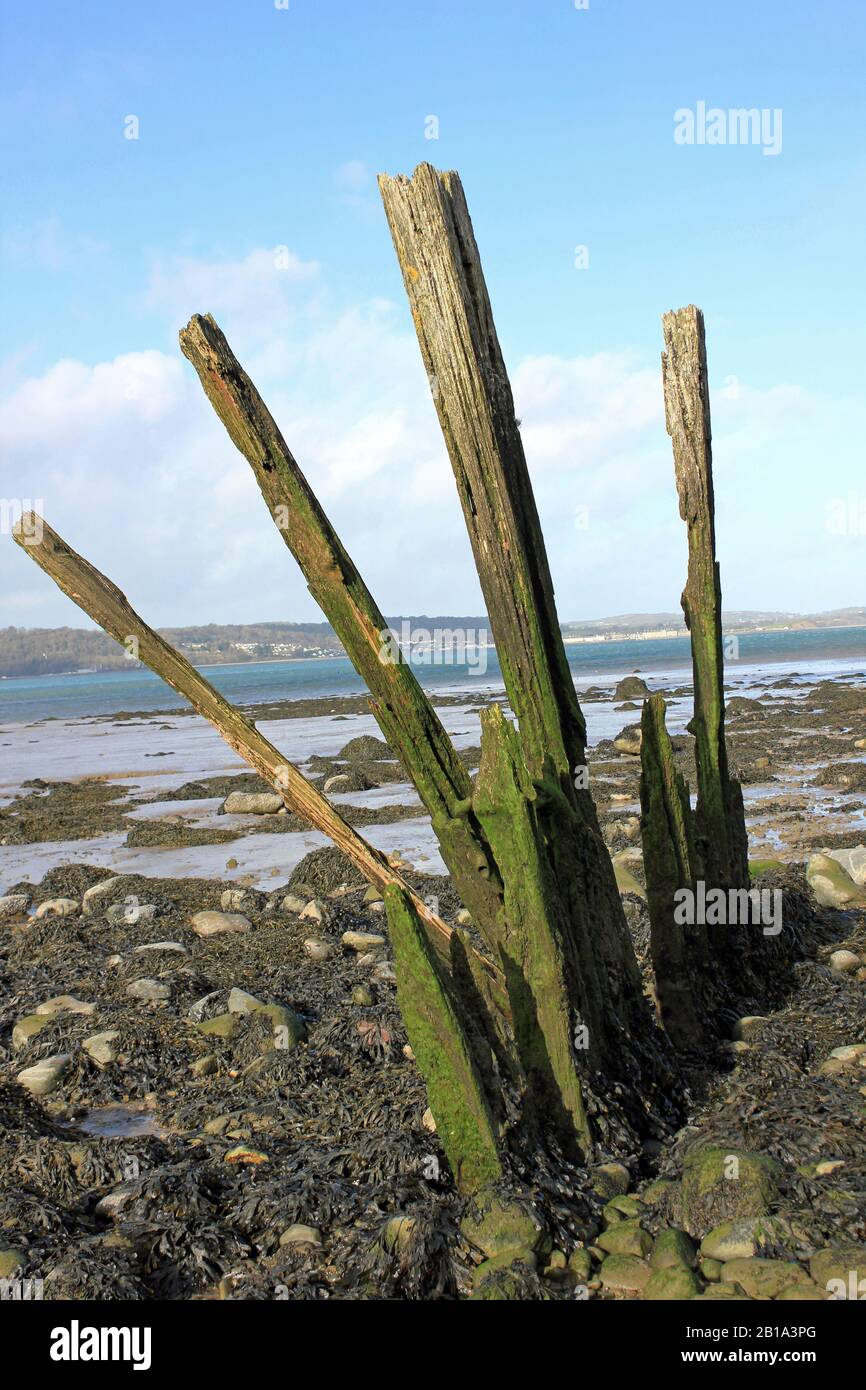 Remains of a Wooden Groyne beside Menai Strait, The Spinnies Aberogwen Nature Reserve, North Wales Stock Photo