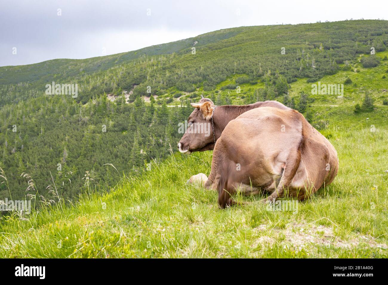 Europe cow old romanian traditonal hi-res stock photography and images -  Alamy