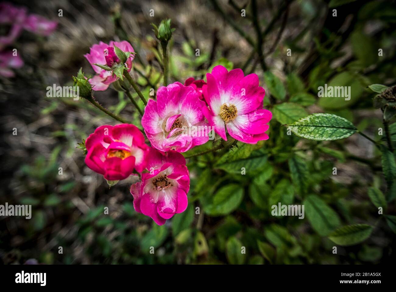 Beautiful blooming pink rose hi-res stock photography and images - Alamy