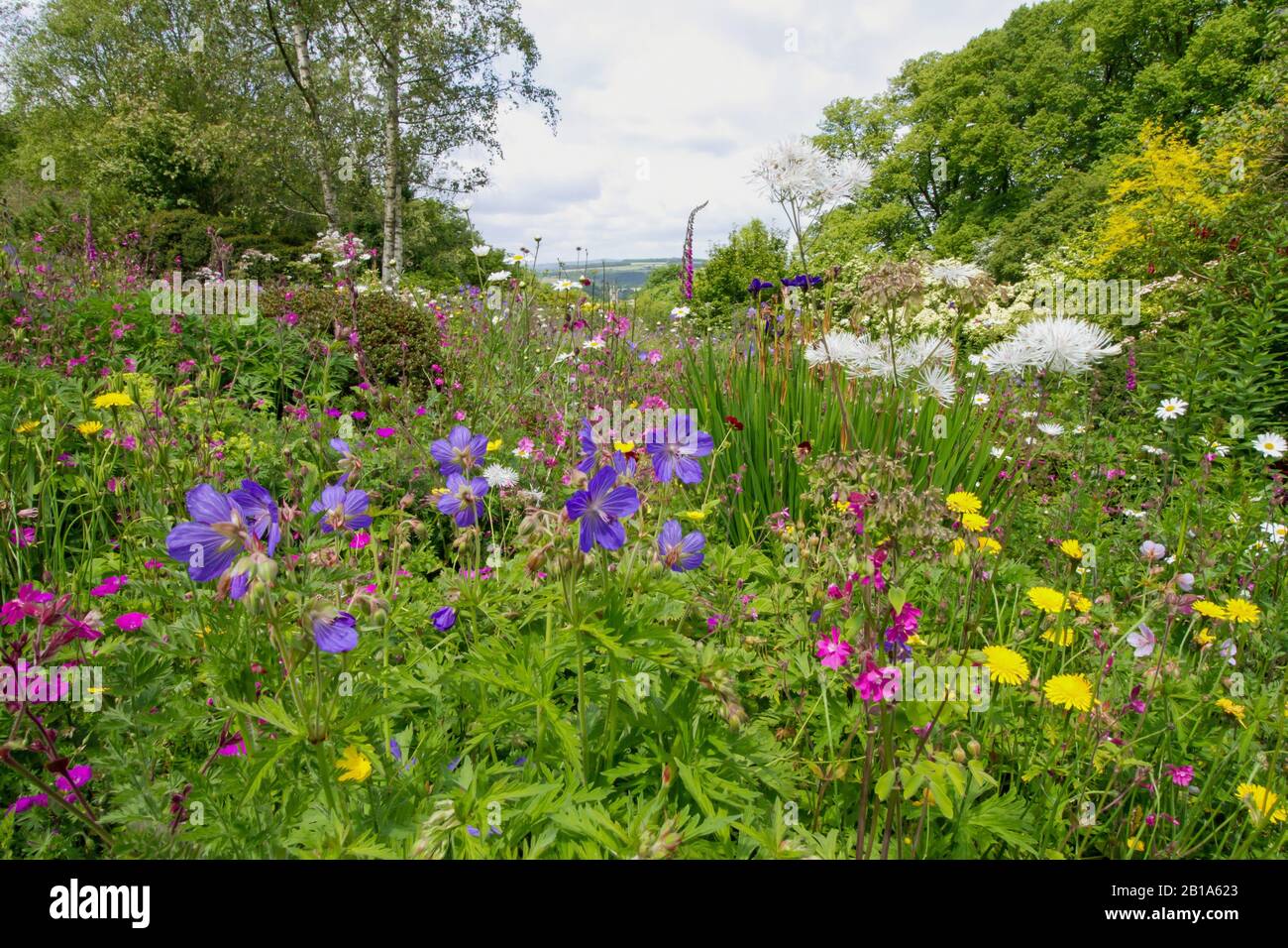 Garden House; Buckland Monochorum; the colourful Wildflower Meadow in the summertime Stock Photo