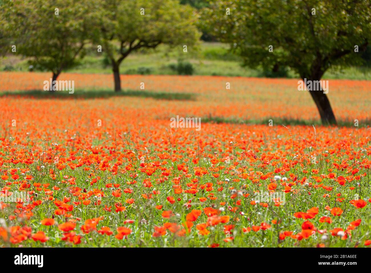 Walnut trees in a field of wild red poppies Stock Photo