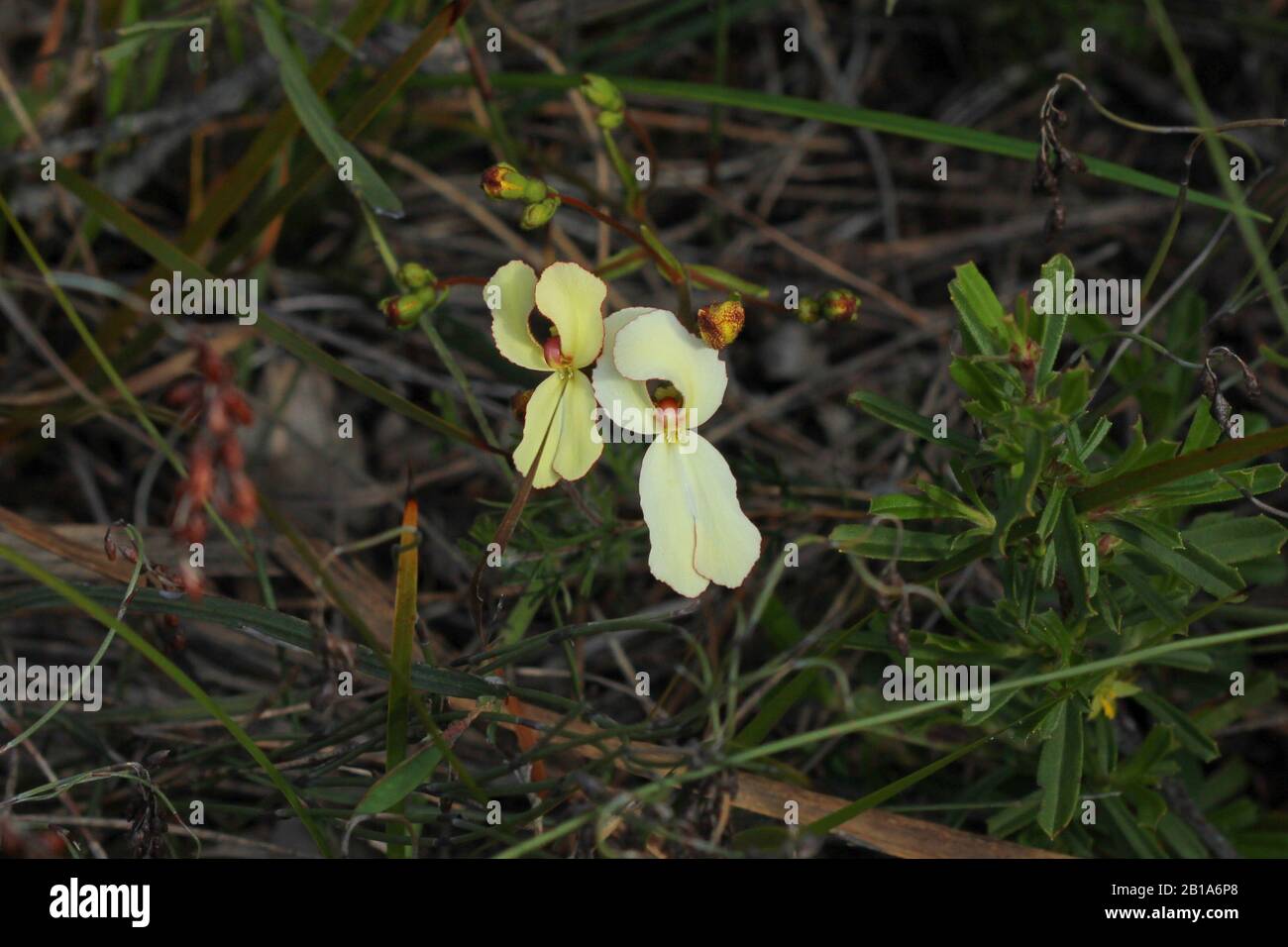 a yellow flowered Stylidium schoenoides (Trigger Plant) at Coalmine Beach close to Walpole in Western Australia Stock Photo
