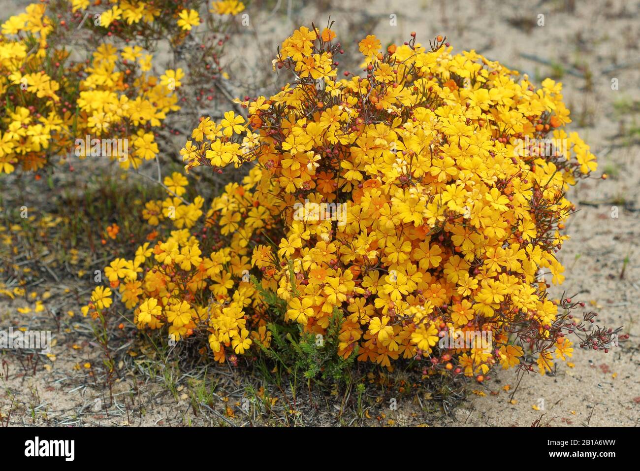 yellow flower close to Bunbury, Western Australia Stock Photo