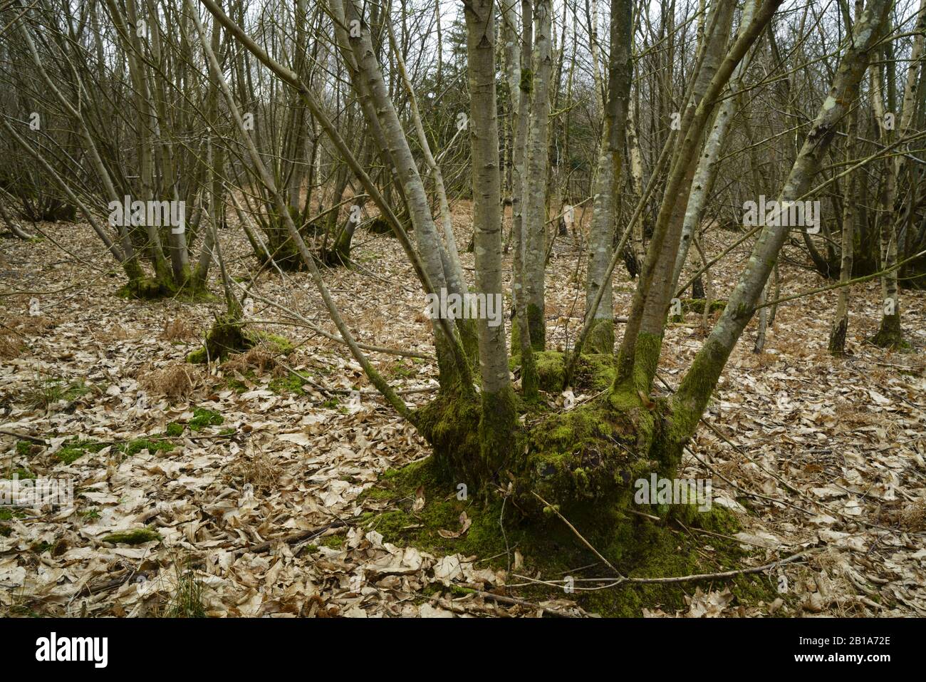 Traditional coppiced woodland in Sussex. Stock Photo