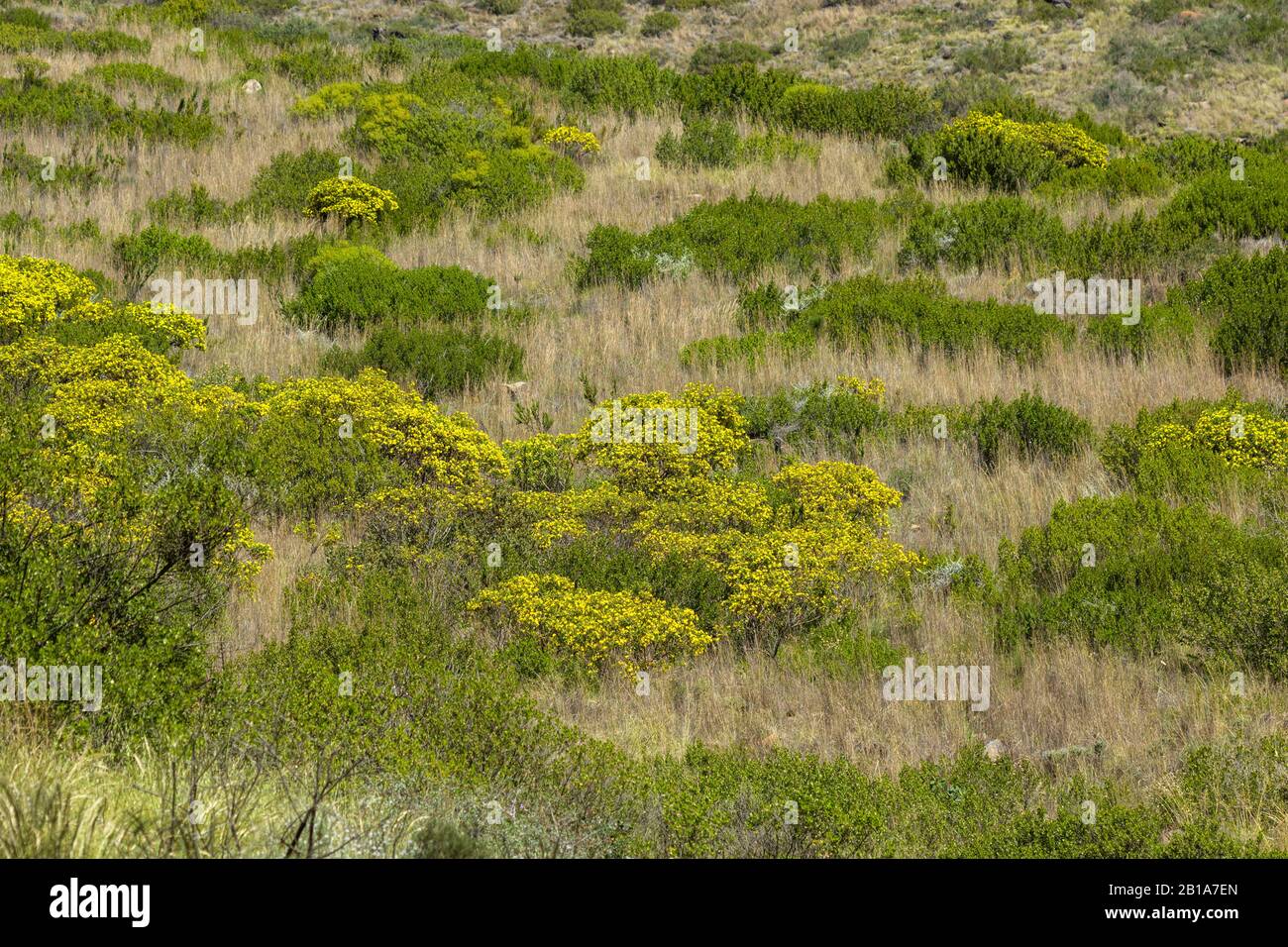 Fynbos on Signal Hill, Cape Town, Western Cape, South Africa Stock Photo