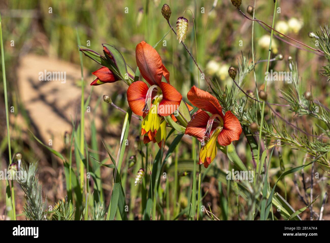Gladiolus meliusculus on Signal Hill, Western Cape, South Africa Stock Photo