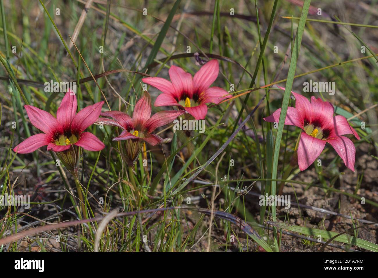 Romulea eximia close to Darling, Western Cape, South Africa Stock Photo