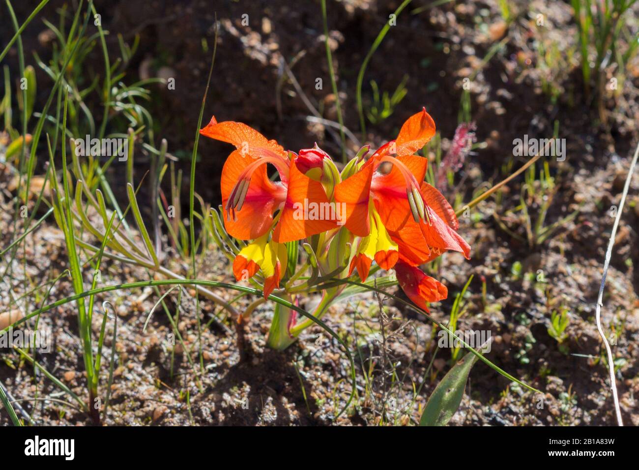 Gladiolus alatus om Gifberg, Western Cape, South Africa Stock Photo