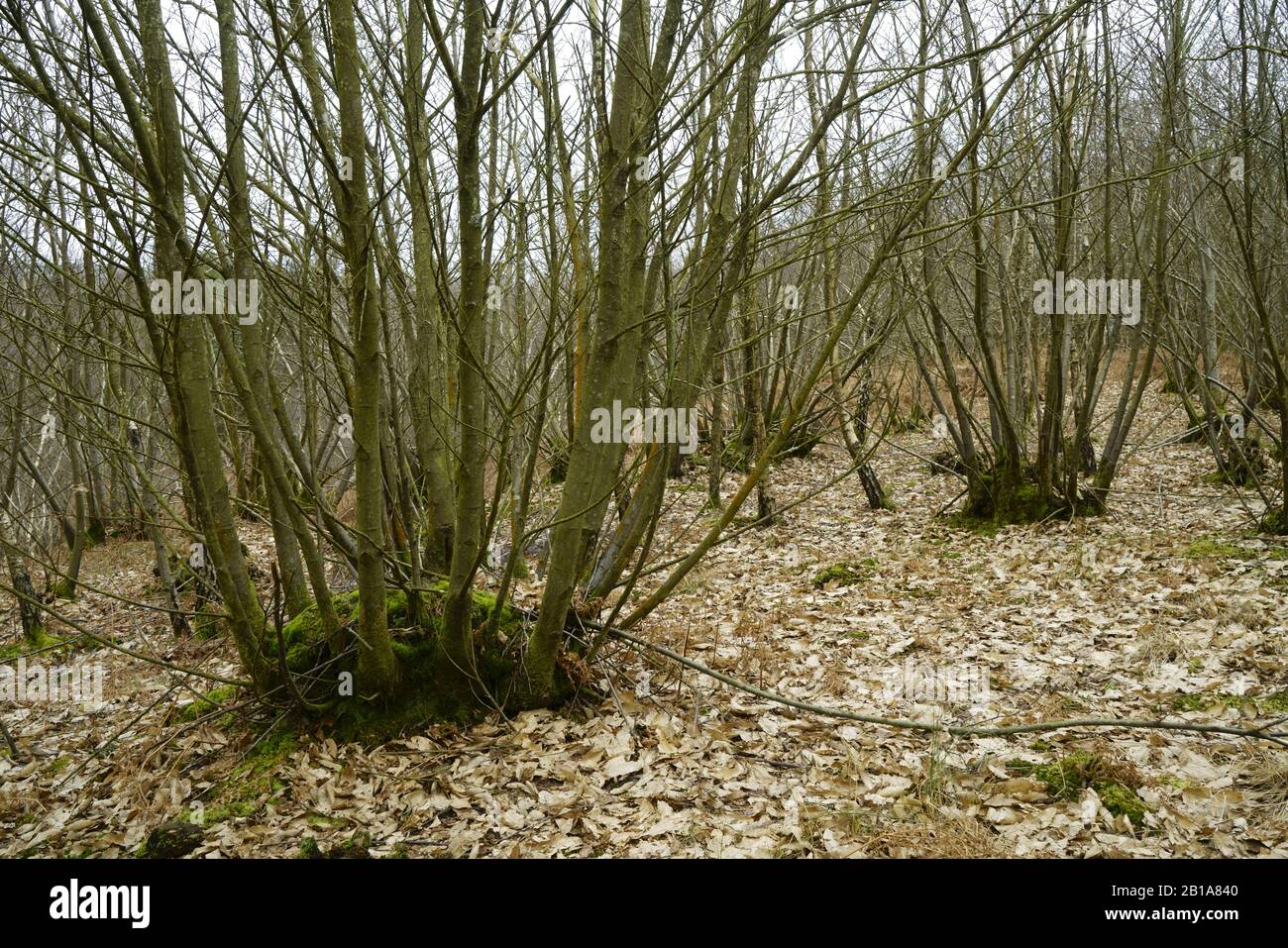 Coppiced Chestnut trees in Sussex UK. Stock Photo