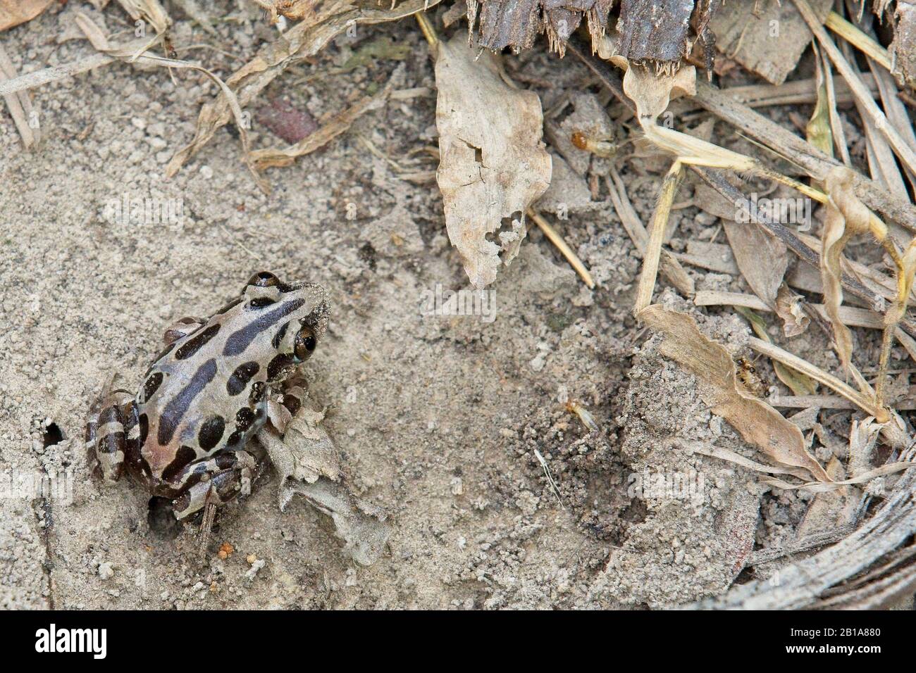 Brown Running Frog (Kassina fusca), Kunkilling Forest Reserve, Gambia. Stock Photo