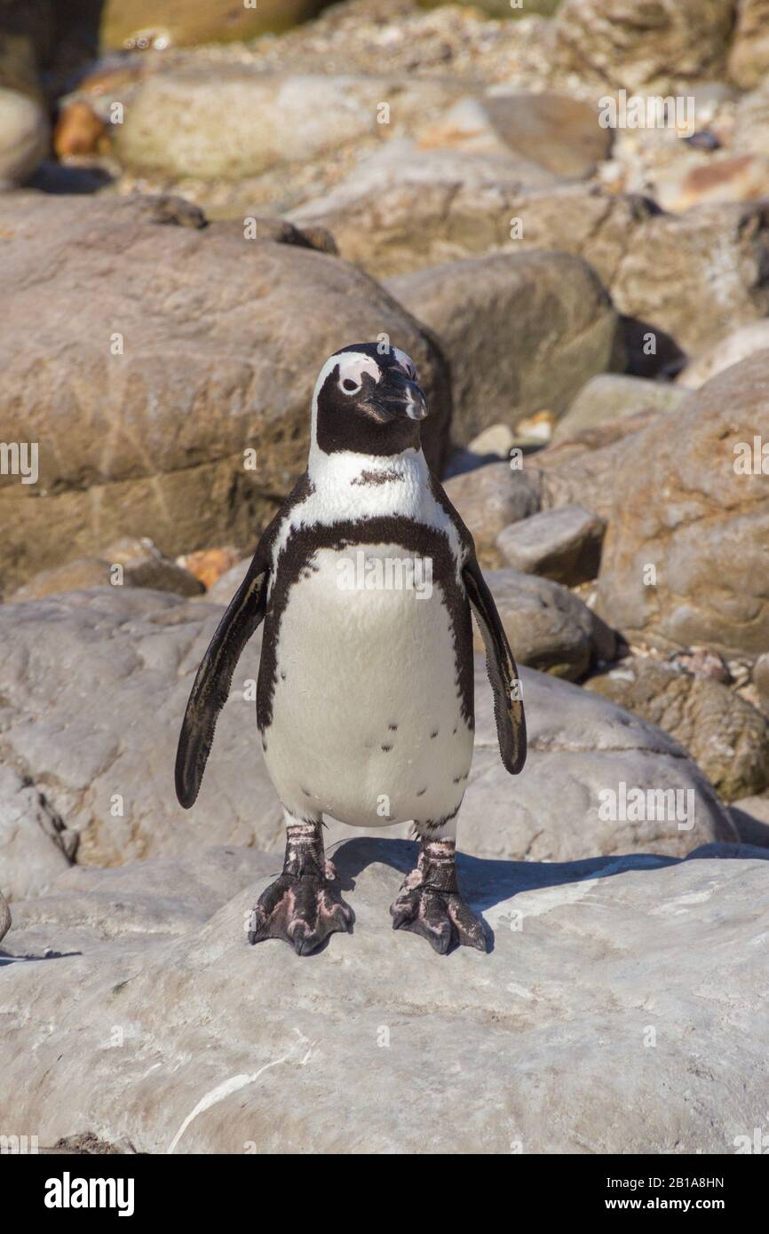 African Penguin at Betty's Bay, (Spehniscus demersus) Stock Photo