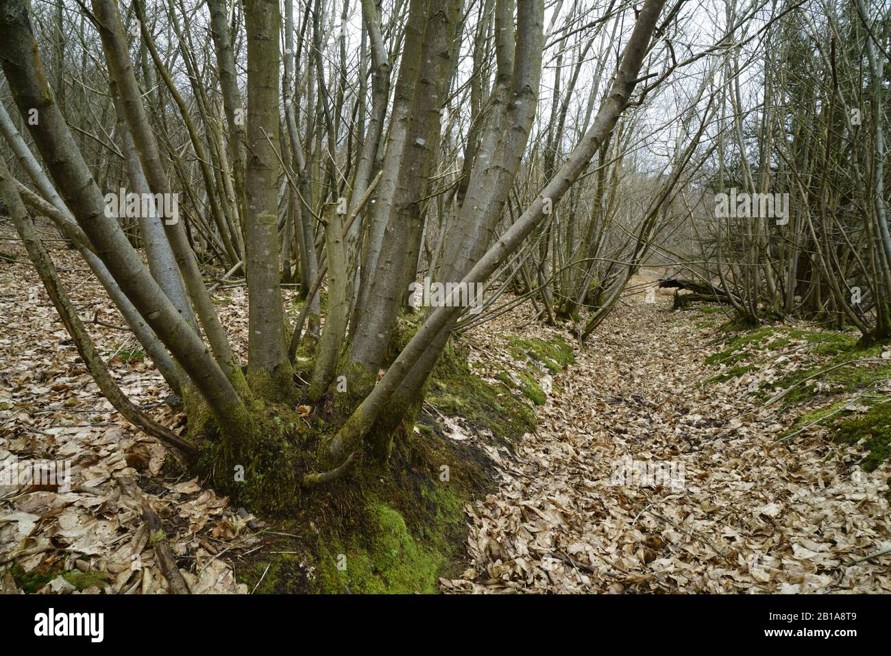 Sweet chestnut coppiced woodland in Sussex. Stock Photo