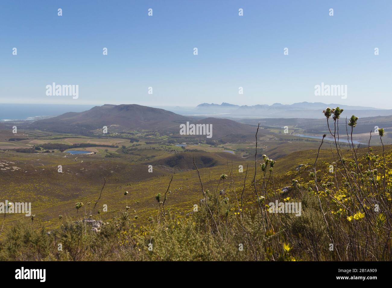 Fynbos in Fernkloof Nature Reserve, Western Cape, South Africa Stock Photo