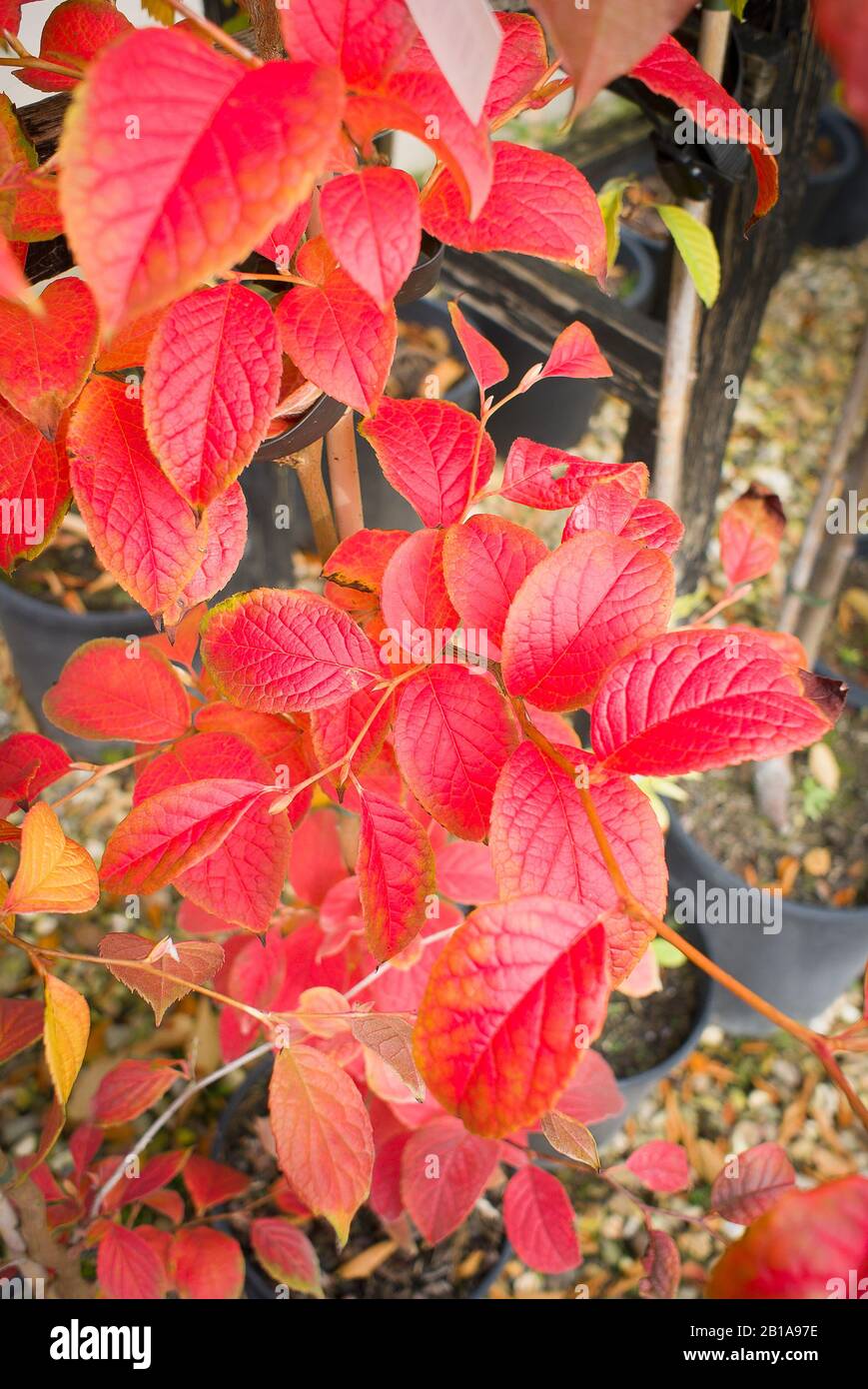 Bright red leaves of a Korean stewartia on a young tree for sale in an English garden centre in October Stock Photo